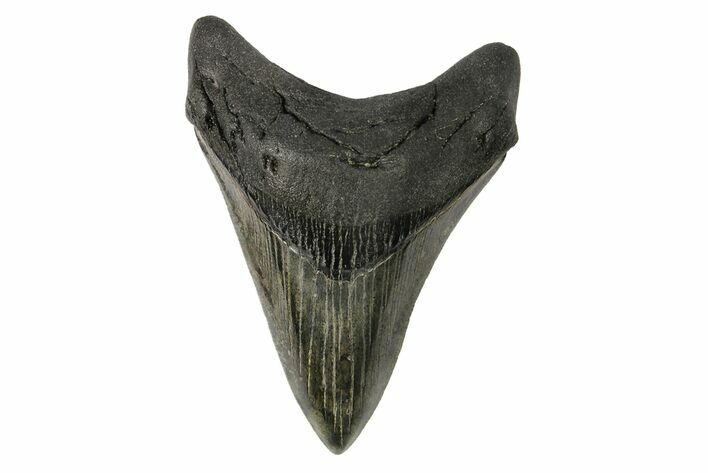 Serrated, Fossil Megalodon Tooth - South Carolina #168937